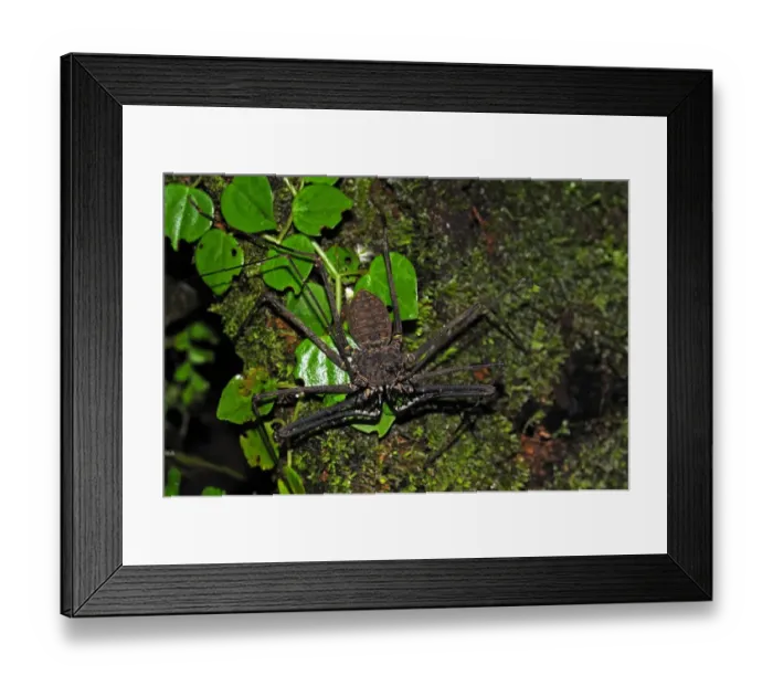 Framed Print : Tailless Whip Scorpion (Amblypygi sp. ) adult, on tree trunk, Yasuni N. P. Amazon, Ecuador Framed Print : Tailless Whip Scorpion (Amblypygi sp. ) adult, on tree trunk, Yasuni N. P. Amazon, Ecuador