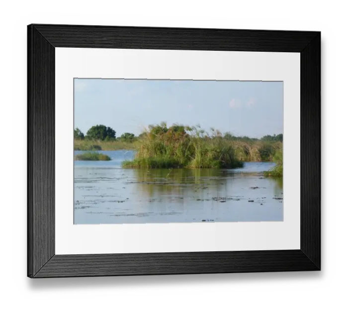 Framed Print : View of wetland habitat with Papyrus Sedge (Cyperus papyrus), Okavango Delta, Botswana Framed Print : View of wetland habitat with Papyrus Sedge (Cyperus papyrus), Okavango Delta, Botswana