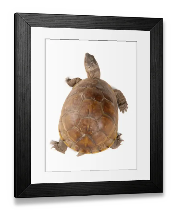 Framed Print : Three-toed Box Turtle (Terrapene carolina triunguis) adult female, dorsal view Framed Print : Three-toed Box Turtle (Terrapene carolina triunguis) adult female, dorsal view