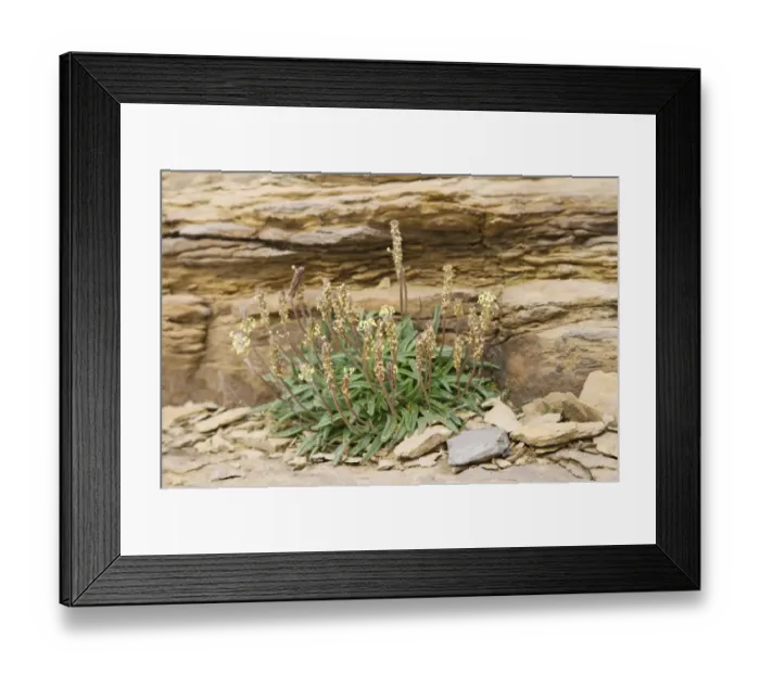 Framed Print : Sea Plantain (Plantago maritima) flowering, growing on coastal cliff, Orkney, Scotland, june Framed Print : Sea Plantain (Plantago maritima) flowering, growing on coastal cliff, Orkney, Scotland, june