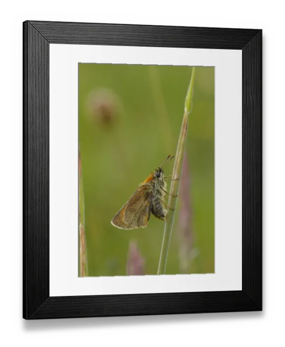 Framed Print : Small Skipper (Thymelicus sylvestris) adult female, laying eggs in grass leaf sheath, Powys, Wales, june