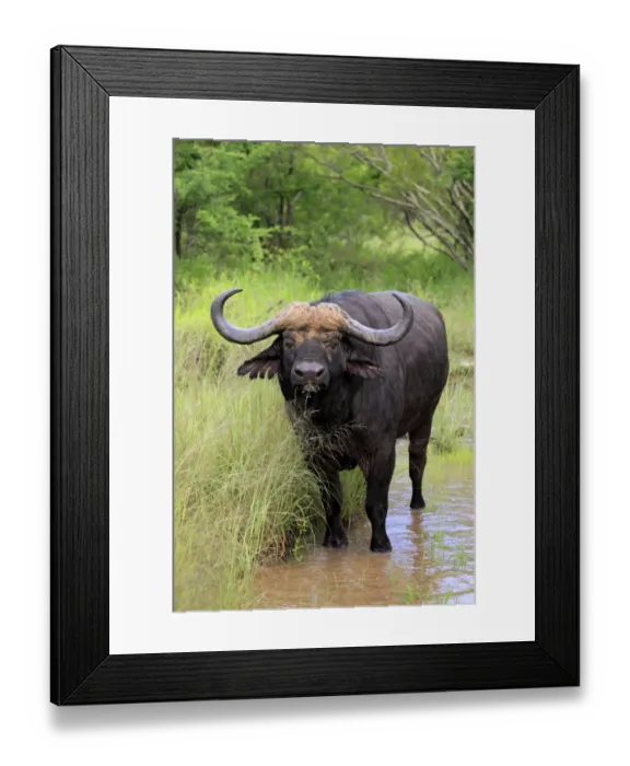 Framed Print : African Buffalo (Syncerus caffer) adult male, feeding on grass, standing at edge of waterhole, Sabi Sabi Game Reserve, Kruger N. P. South Africa Framed Print : African Buffalo (Syncerus caffer) adult male, feeding on grass, standing at edge of waterhole, Sabi Sabi Game Reserve, Kruger N. P. South Africa