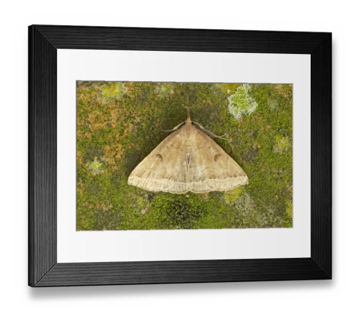 Framed Print : Plumed Fan-foot (Polypogon plumigeralis) adult, rare immigrant and recent colonist, Essex, England Framed Print : Plumed Fan-foot (Polypogon plumigeralis) adult, rare immigrant and recent colonist, Essex, England