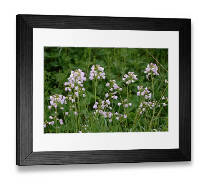Framed Print : Lady's Smock (Cardamine pratensis) flowering, West Sussex, England, april Framed Print : Lady's Smock (Cardamine pratensis) flowering, West Sussex, England, april
