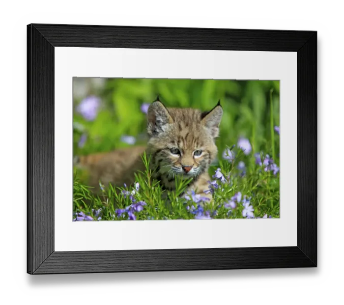 Framed Print : Bobcat (Lynx rufus) eight-weeks old cub, sitting amongst wildflowers in meadow, Montana, U. S. A. june (captive) Framed Print : Bobcat (Lynx rufus) eight-weeks old cub, sitting amongst wildflowers in meadow, Montana, U. S. A. june (captive)