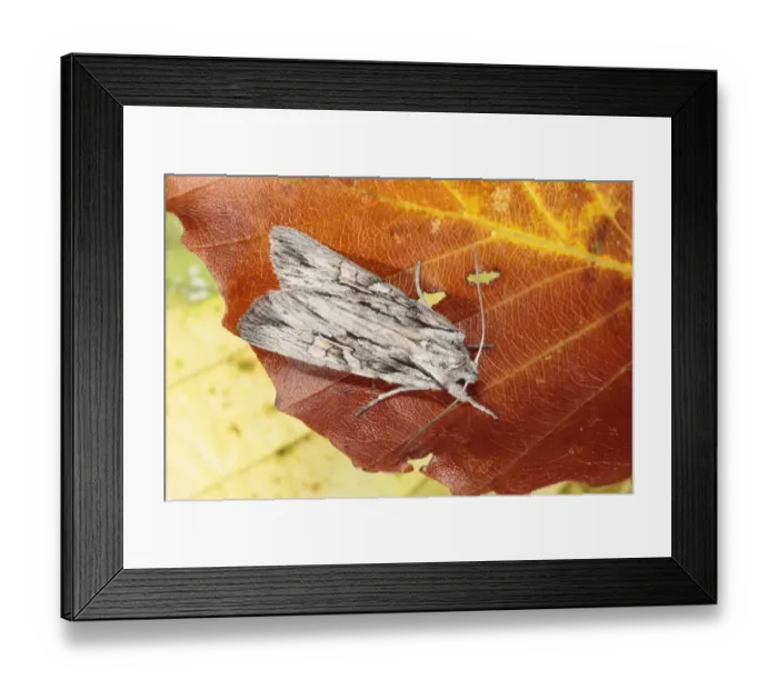 Framed Print : Blair's Shoulder-knot (Lithophane leautieri) adult, resting on autumn beech leaves, Powys, Wales, october Framed Print : Blair's Shoulder-knot (Lithophane leautieri) adult, resting on autumn beech leaves, Powys, Wales, october
