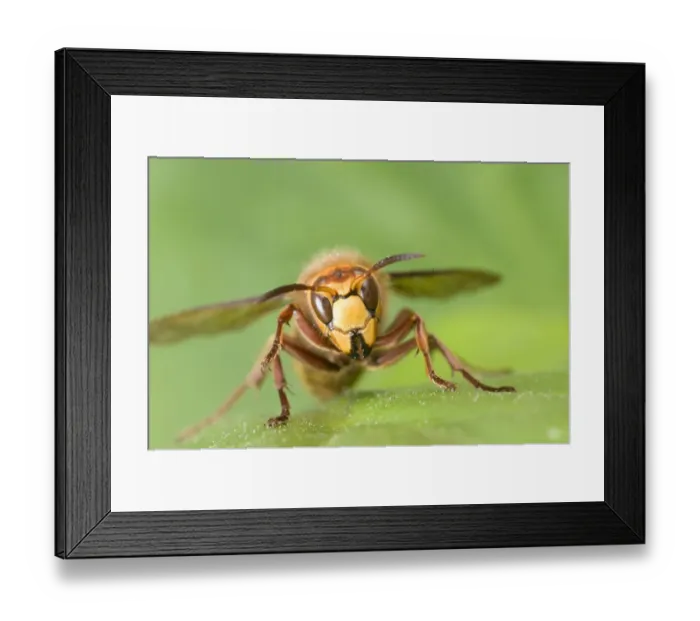 Framed Print : European Hornet (Vespa crabro) adult, resting on leaf, England, april Framed Print : European Hornet (Vespa crabro) adult, resting on leaf, England, april