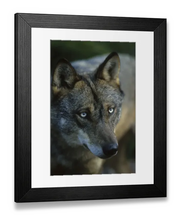 Framed Print : Iberian Wolf (Canis lupus signatus) adult male, winter coat, close-up of head, Iberian Wolf Recovery Centre, Portugal Framed Print : Iberian Wolf (Canis lupus signatus) adult male, winter coat, close-up of head, Iberian Wolf Recovery Centre, Portugal