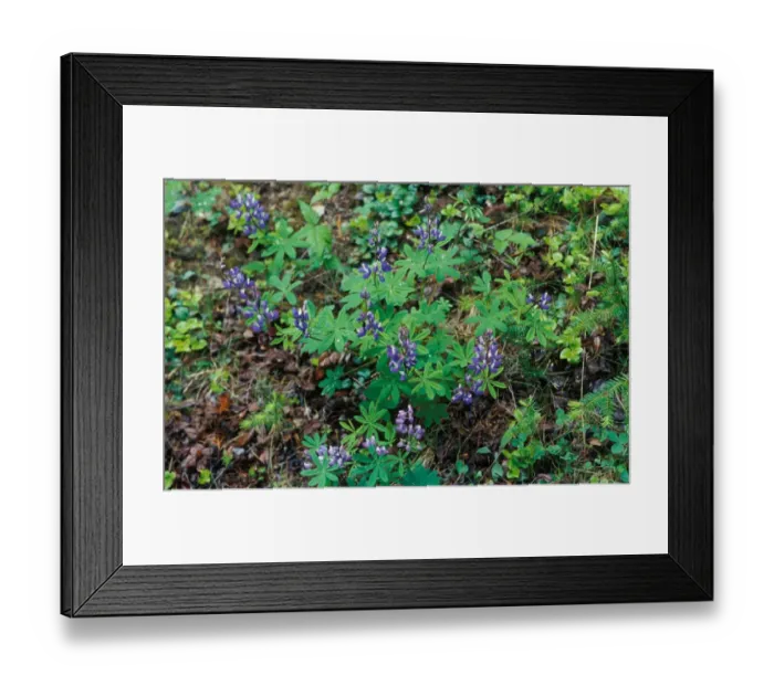 Framed Print : Broadleaf Lupin (Lupinus latifolius) Washington State, USA Framed Print : Broadleaf Lupin (Lupinus latifolius) Washington State, USA