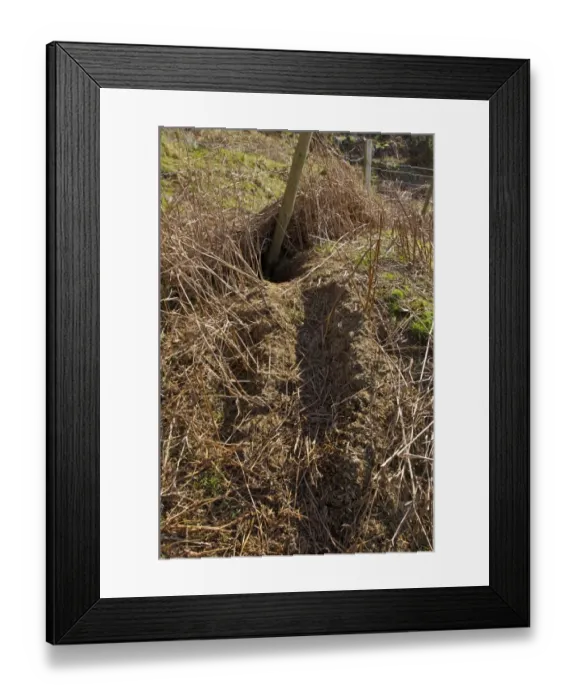 Framed Print : Eurasian Badger (Meles meles) sett, bedding trail into entrance hole beside fence, North Wales, march Framed Print : Eurasian Badger (Meles meles) sett, bedding trail into entrance hole beside fence, North Wales, march