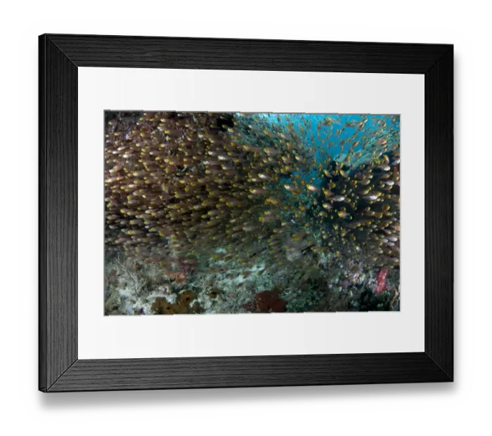 Framed Print : Golden Sweeper (Parapriacanthus ransonneti) adults, school swimming in reef, Mansuar Island, Dampier Straits, Raja Ampat, West Papua, New Guinea, Indonesia Framed Print : Golden Sweeper (Parapriacanthus ransonneti) adults, school swimming in reef, Mansuar Island, Dampier Straits, Raja Ampat, West Papua, New Guinea, Indonesia