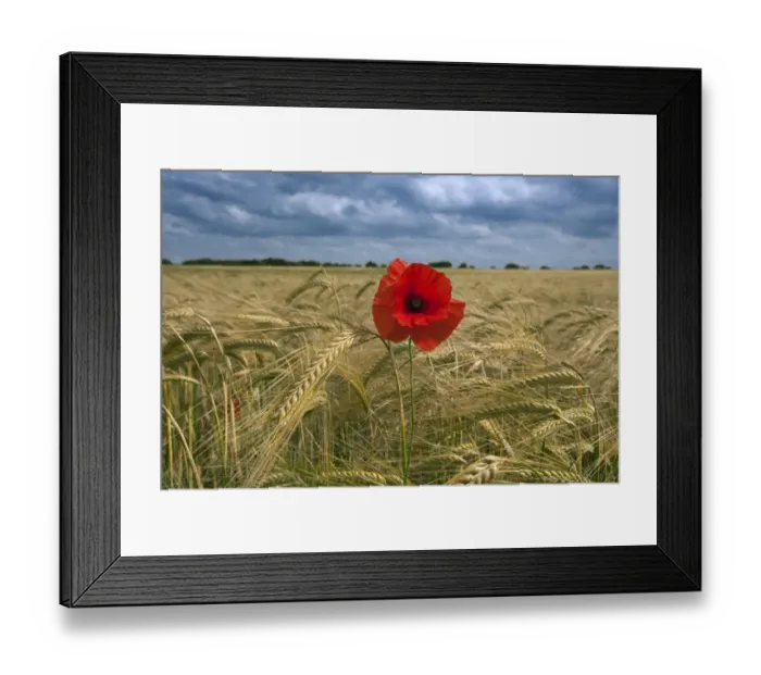 Framed Print : Corn Poppy (Papaver rhoeas) flowering, growing as weed in barley crop, Norfolk, England, june Framed Print : Corn Poppy (Papaver rhoeas) flowering, growing as weed in barley crop, Norfolk, England, june