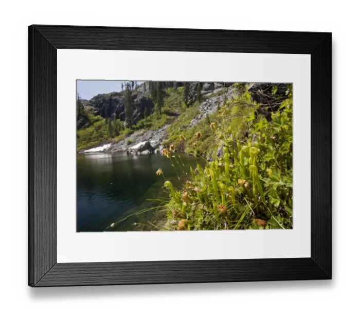 Framed Print : Cobra Lily (Darlingtonia californica) flowering, growing in boggy area at edge of lake, Castle Lake, Klamath Mountains, Northern California, U. S. A. july