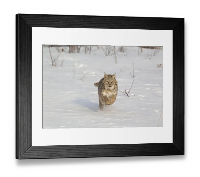 Framed Print : Bobcat (Lynx rufus) adult, running in snow, Montana, U. S. A. january (captive) Framed Print : Bobcat (Lynx rufus) adult, running in snow, Montana, U. S. A. january (captive)