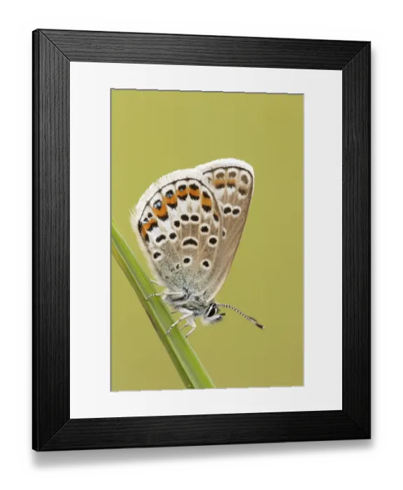 Framed Print : Silver-studded Blue (Plebejus argus) adult female, resting on grass, Prees Heath, Shropshire, England Framed Print : Silver-studded Blue (Plebejus argus) adult female, resting on grass, Prees Heath, Shropshire, England