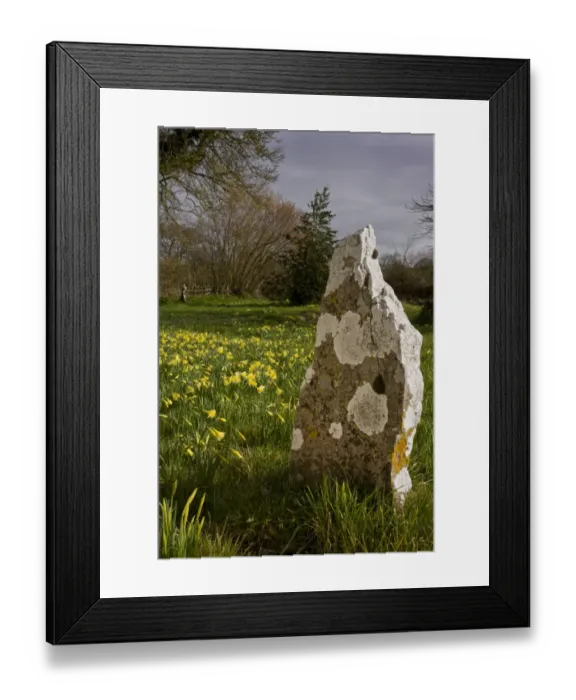 Framed Print : Wild Daffodil (Narcissus pseudonarcissus) flowering mass, growing in old churchyard with lichen covered gravestone, Holwell, North Dorset, England, march Framed Print : Wild Daffodil (Narcissus pseudonarcissus) flowering mass, growing in old churchyard with lichen covered gravestone, Holwell, North Dorset, England, march