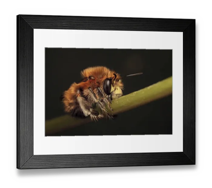 Framed Print : Hairy-footed Flower Bee (Anthophora plumipes) adult male, sleeping, with jaws locked onto stem, Leicestershire, England, april Framed Print : Hairy-footed Flower Bee (Anthophora plumipes) adult male, sleeping, with jaws locked onto stem, Leicestershire, England, april