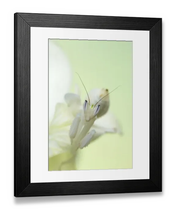 Framed Print : Orchid Mantis (Hymenopus coronatus) adult, camouflaged on orchid flower (captive) Framed Print : Orchid Mantis (Hymenopus coronatus) adult, camouflaged on orchid flower (captive)