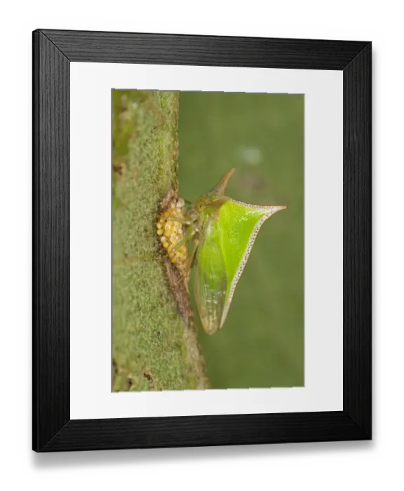 Framed Print : Treehopper (Membracidae sp. ) adult female, guarding eggs, Manu Road, Departemento Cuzco, Andes, Peru Framed Print : Treehopper (Membracidae sp. ) adult female, guarding eggs, Manu Road, Departemento Cuzco, Andes, Peru