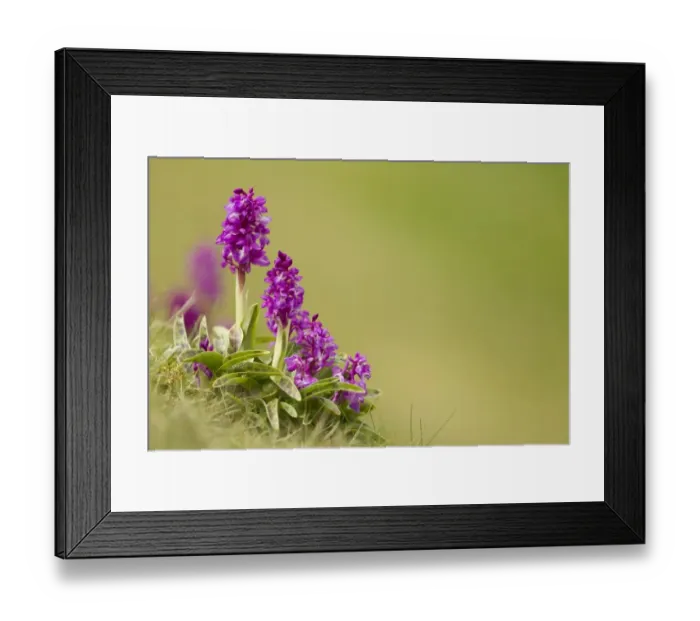 Framed Print : Early Purple Orchid (Orchis mascula) flowering, Cressbrook Dale, Derbyshire, England, may Framed Print : Early Purple Orchid (Orchis mascula) flowering, Cressbrook Dale, Derbyshire, England, may