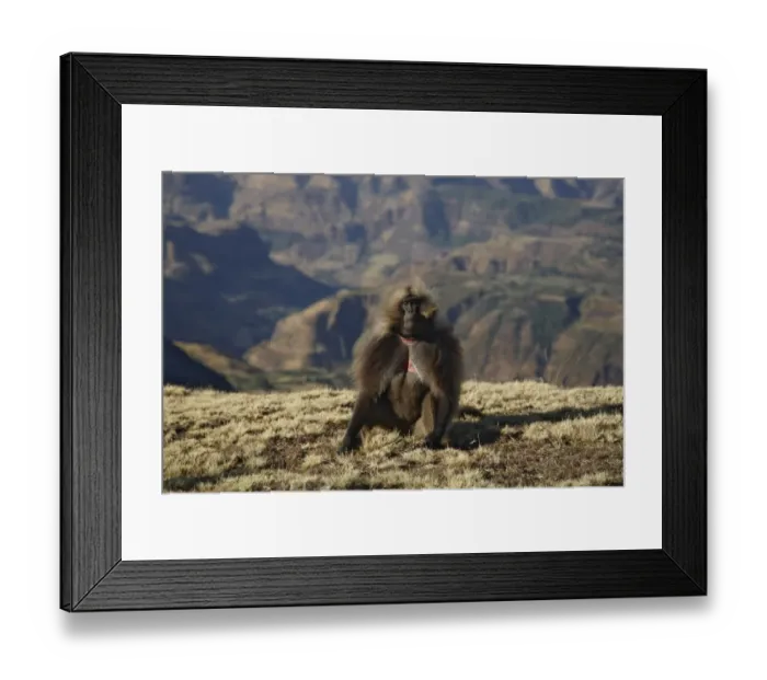 Framed Print : Gelada (Theropithecus gelada) adult male, sitting in mountain habitat, Simien Mountains, Ethiopia
