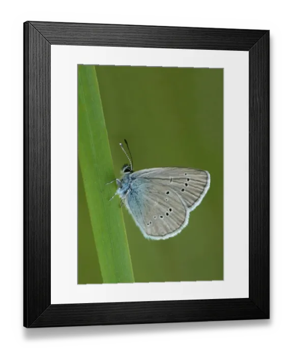 Framed Print : Mazarine Blue (Cyaniris semiargus) adult male, resting on grass, Simplon Pass, Swiss Alps, Switzerland, july Framed Print : Mazarine Blue (Cyaniris semiargus) adult male, resting on grass, Simplon Pass, Swiss Alps, Switzerland, july