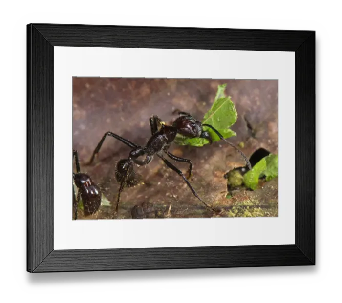 Framed Print : Bullet Ant (Paraponera clavata) adult, dismembering leaf katydid prey, Los Amigos Biological Station, Madre de Dios, Amazonia, Peru