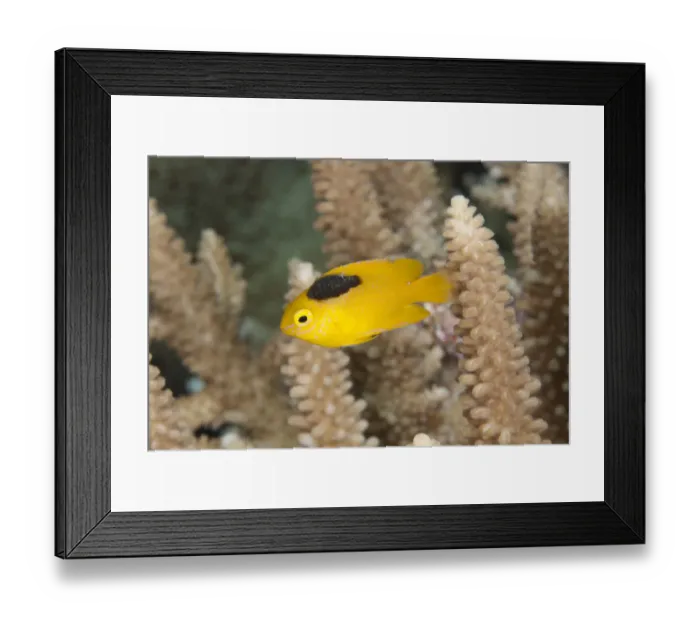 Framed Print : Lemon Damsel (Pomacentrus moluccensis) adult, with parasite attached, swimming in reef, Wetar Island, Barat Daya Islands, Lesser Sunda Islands, Maluku Province, Indonesia
