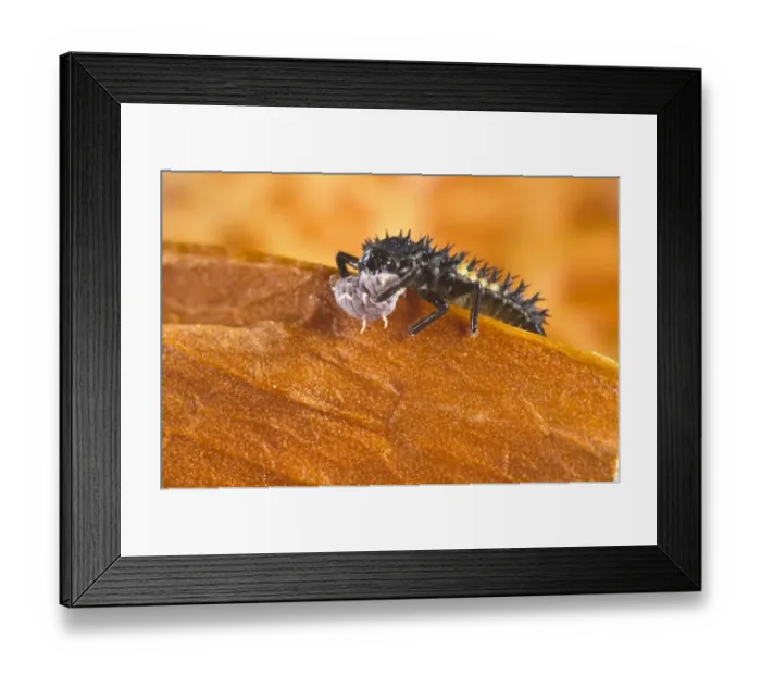 Framed Print : Harlequin Ladybird (Harmonia axyridis) introduced species, larva, feeding on Scale Insect (Coccoidea sp. ), Genova Province, Liguria Italy, august Framed Print : Harlequin Ladybird (Harmonia axyridis) introduced species, larva, feeding on Scale Insect (Coccoidea sp. ), Genova Province, Liguria Italy, august