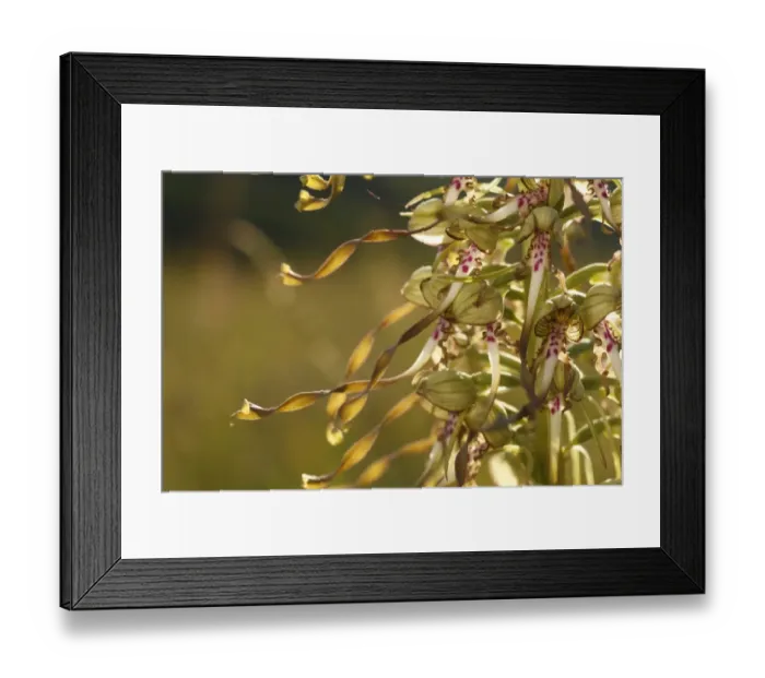Framed Print : Lizard Orchid (Himantoglossum hircinum) close-up of flowers, Causse de Gramat, Massif Central, Lot, France, may Framed Print : Lizard Orchid (Himantoglossum hircinum) close-up of flowers, Causse de Gramat, Massif Central, Lot, France, may