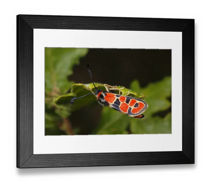 Framed Print : Auspicious Burnet Moth (Zygaena fausta) adult, resting under leaf, Pyrenees, Ariege, France, may Framed Print : Auspicious Burnet Moth (Zygaena fausta) adult, resting under leaf, Pyrenees, Ariege, France, may
