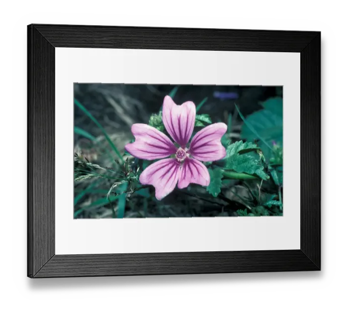Framed Print : Common Mallow (Malva sylvestris) Close up of flower