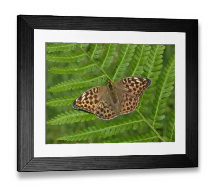 Framed Print : Silver-washed Fritillary (Argynnis paphia) valesina form, adult, resting on fern frond, Cannobina Valley, Piedmont, Northern Italy, july Framed Print : Silver-washed Fritillary (Argynnis paphia) valesina form, adult, resting on fern frond, Cannobina Valley, Piedmont, Northern Italy, july