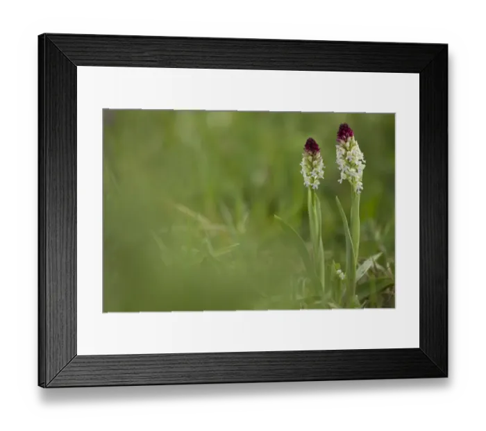 Framed Print : Burnt Orchid (Orchis ustulata) two flowerspikes, flowering, Peak District, Derbyshire, England, may Framed Print : Burnt Orchid (Orchis ustulata) two flowerspikes, flowering, Peak District, Derbyshire, England, may