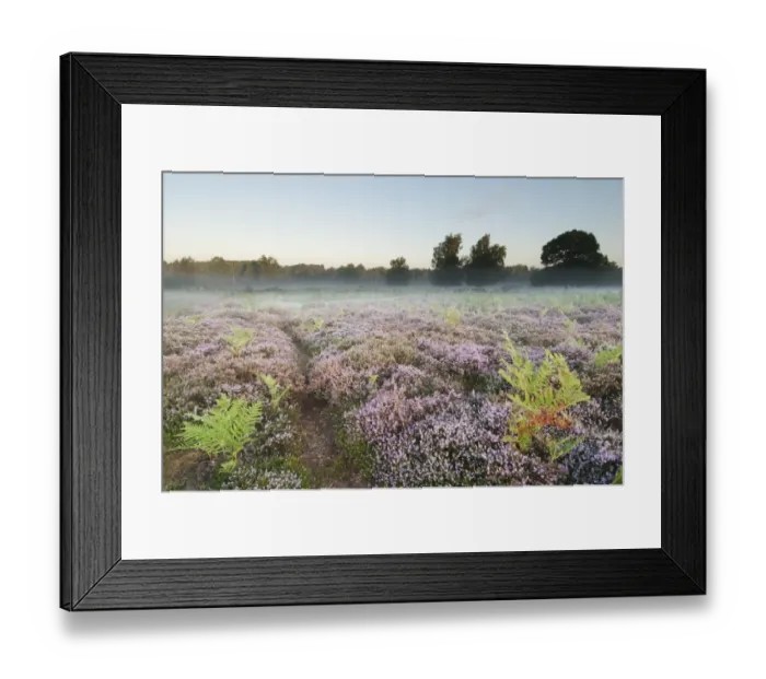Framed Print : Bracken (Pteridium aquilinum) with Common Heather (Calluna vulgaris) flowering, growing on lowland heathland habitat at dawn, Hothfield Heathlands, Kent, England, august Framed Print : Bracken (Pteridium aquilinum) with Common Heather (Calluna vulgaris) flowering, growing on lowland heathland habitat at dawn, Hothfield Heathlands, Kent, England, august
