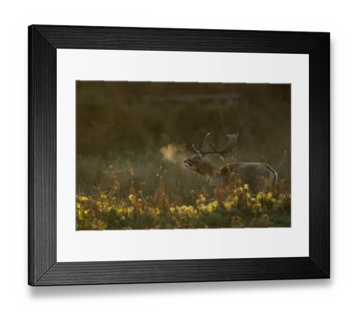 Framed Print : Fallow Deer (Dama dama) buck, calling, breath condensing in in cold air at dawn, during rutting season, Leicestershire, England, november Framed Print : Fallow Deer (Dama dama) buck, calling, breath condensing in in cold air at dawn, during rutting season, Leicestershire, England, november