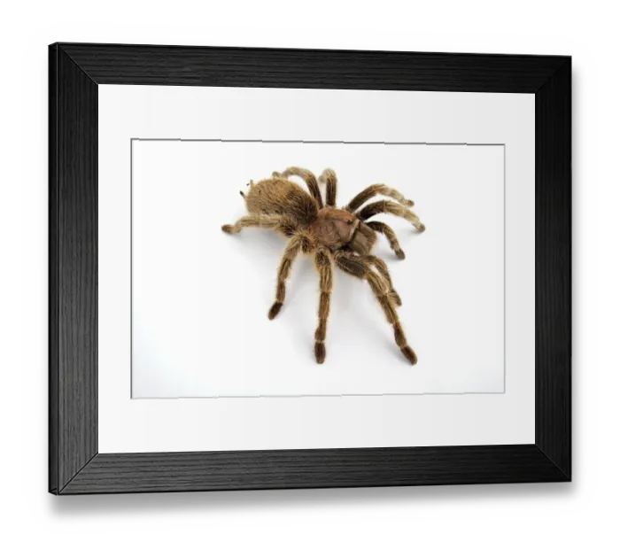 Framed Print : Chilean Tarantula (Grammostola porteri) adult female Framed Print : Chilean Tarantula (Grammostola porteri) adult female