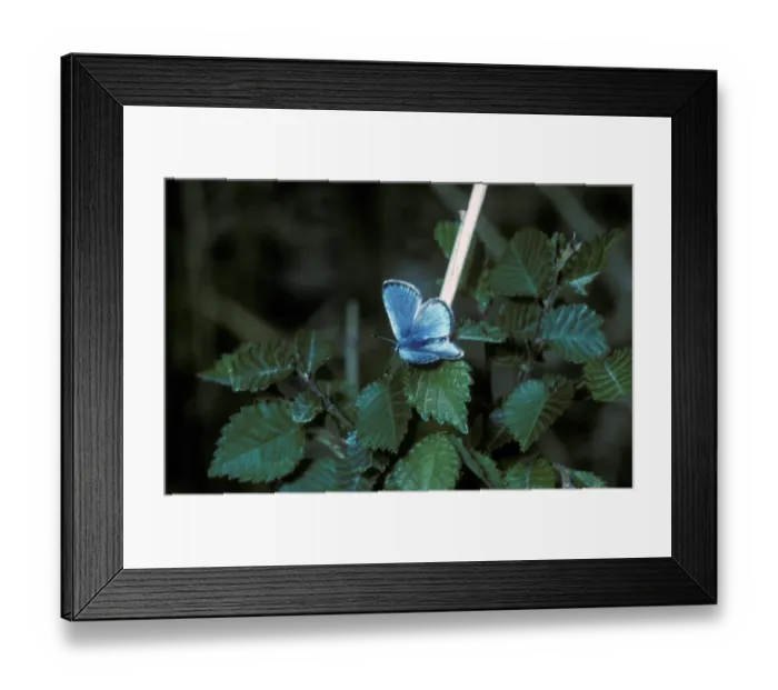 Framed Print : Black-eyed Blue (Glaucopsyche melanops) Male / upper wing Framed Print : Black-eyed Blue (Glaucopsyche melanops) Male / upper wing