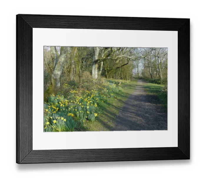 Framed Print : Wild Daffodil (Narcissus pseudonarcissus) flowering, mass growing beside path in woodland, West Sussex, England, march Framed Print : Wild Daffodil (Narcissus pseudonarcissus) flowering, mass growing beside path in woodland, West Sussex, England, march