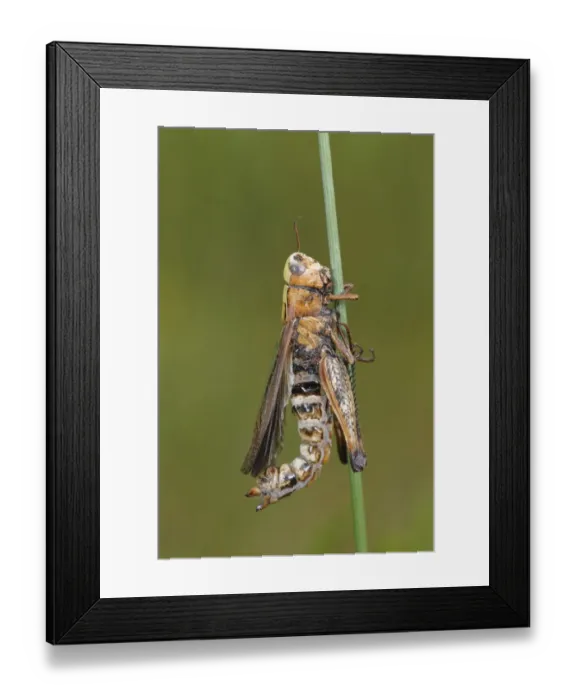 Framed Print : Grasshopper (Orthoptera sp. ) adult, killed by Pathogenic Fungus (Entomophthora sp. ) infection, fungus causes grasshopper to climb stalk before dying so spores will spread further, Pyrenees, Ariege, France, may Framed Print : Grasshopper (Orthoptera sp. ) adult, killed by Pathogenic Fungus (Entomophthora sp. ) infection, fungus causes grasshopper to climb stalk before dying so spores will spread further, Pyrenees, Ariege, France, may