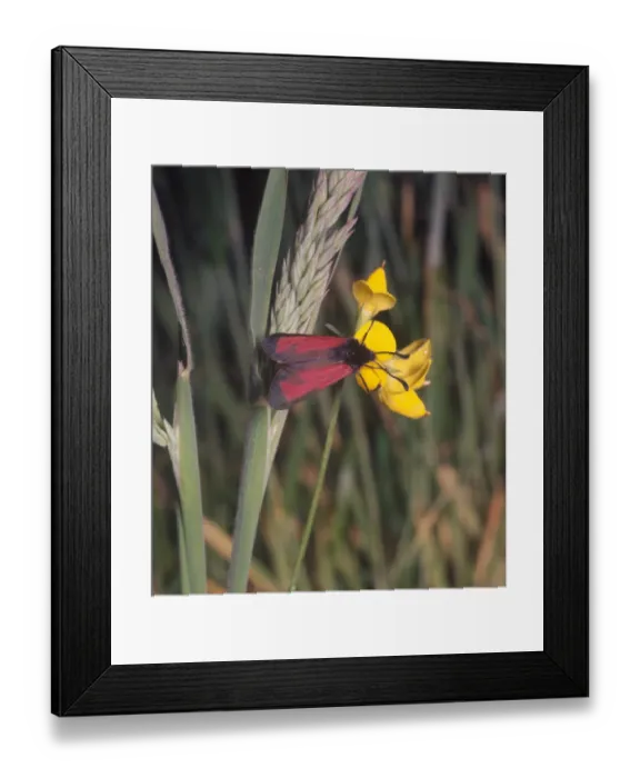 Framed Print : Moth - Burnet Transparent (Zygaena purpuralis) on flower