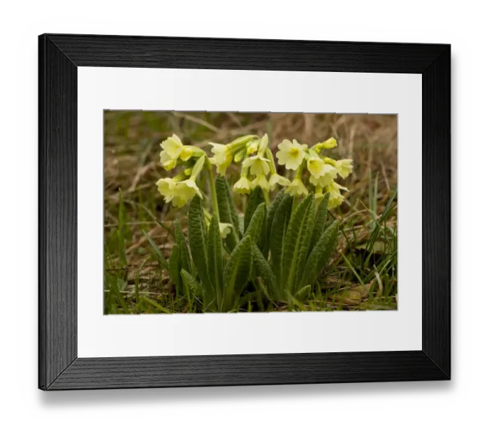 Framed Print : Oxlip (Primula elatior) flowering, growing in high alpine pasture, Bulgaria, may