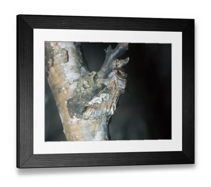 Framed Print : Figure of Eight Moth (Diloba caeruleocephala) On branch Framed Print : Figure of Eight Moth (Diloba caeruleocephala) On branch