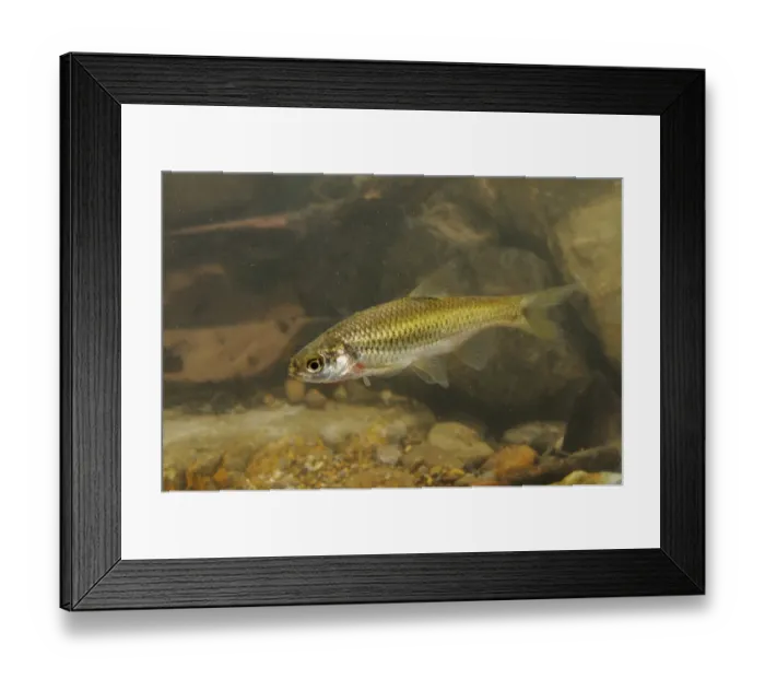 Framed Print : Vairone (Telestes muticellus) adult, swimming, Italy, august Framed Print : Vairone (Telestes muticellus) adult, swimming, Italy, august