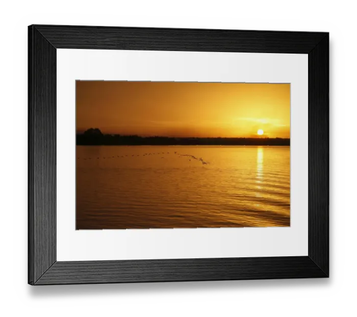 Framed Print : Sunset over river habitat, with flock of egrets silhouetted in flight, Gambia River, Gambia, january