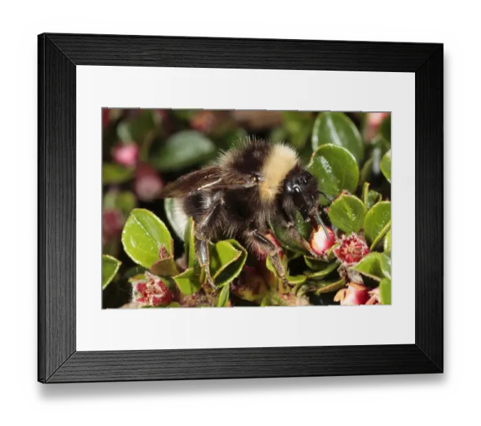 Framed Print : Gypsy Cuckoo Bumblebee (Bombus bohemicus) adult female, feeding on Wall Cotoneaster (Cotoneaster horizontalis) flowers in garden, Powys, Wales, may