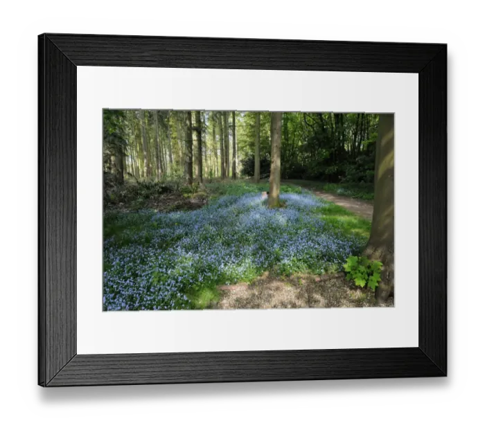 Framed Print : Wood Forget-me-not (Myosotis sylvatica) flowering mass, growing in woodland habitat, Harpsden Woods, Oxfordshire, England, april Framed Print : Wood Forget-me-not (Myosotis sylvatica) flowering mass, growing in woodland habitat, Harpsden Woods, Oxfordshire, England, april