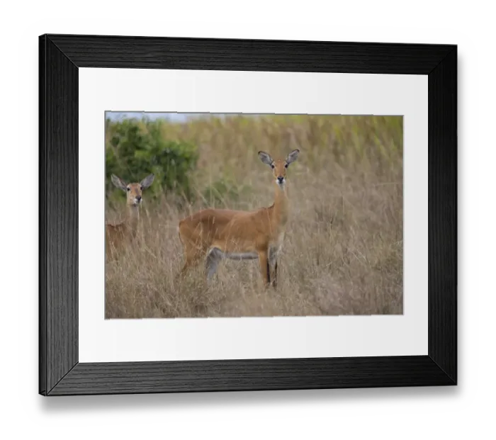 Framed Print : Kob (Kobus kob) two adult females, standing in long grass, Queen Elizabeth N. P. Uganda Framed Print : Kob (Kobus kob) two adult females, standing in long grass, Queen Elizabeth N. P. Uganda