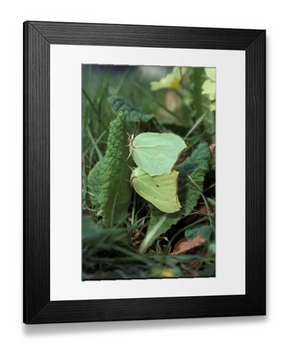 Framed Print : Brimstone Butterfly (Gonepteryx rhamni) Pair mating on primrose - Groton Wood HK00898 (Scratched) Framed Print : Brimstone Butterfly (Gonepteryx rhamni) Pair mating on primrose - Groton Wood HK00898 (Scratched)