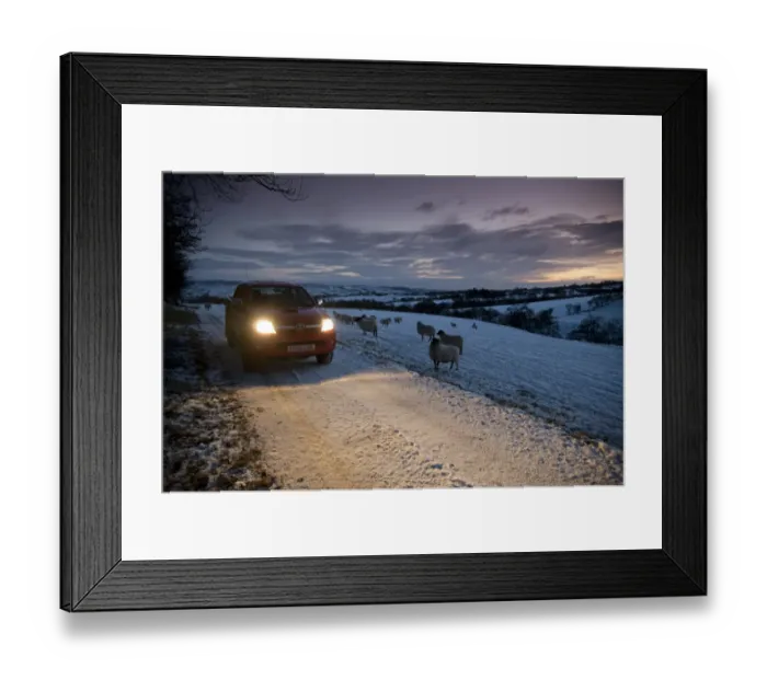 Framed Print : 4X4 vehicle on snow covered farm track in evening, with sheep standing on hillside pasture, Whitewell, Lancashire, England, december Framed Print : 4X4 vehicle on snow covered farm track in evening, with sheep standing on hillside pasture, Whitewell, Lancashire, England, december